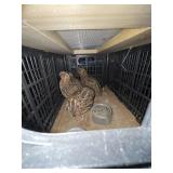 Coturnix quail