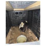 Baby Chicks