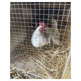 Trio Silver Duckling Sport Old English