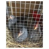 Barred Rock