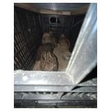 Coturnix quail