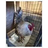 Rooster