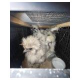 showgirl Chickens