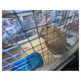 Flemish Doe w/Pedigree