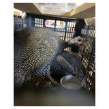 Guineas