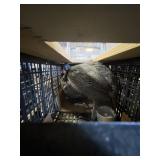 Guineas