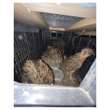 Coturnix quail