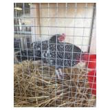 Pair Barred Rock Old English