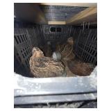 Coturnix quail