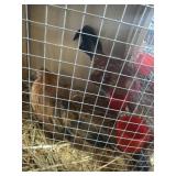 Ginger Red Old English Pair