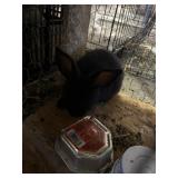 New Zealand Bunny