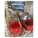 Lionhead Bunnies