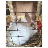 lionhhead bunnies