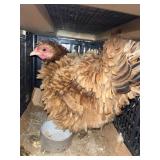 Silkie / Frizzle