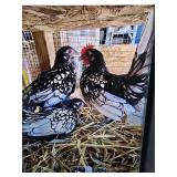 Seabright Silver Laced Bantam Trio