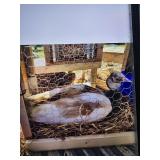Cameo Pied Peacock 2 yrs old