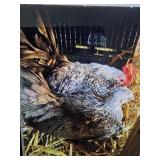 Old English Game Bird Pair