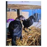Modern Game Bird Silver Black Pair Bantam