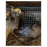 yellow golden pheasasnts pair