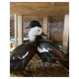 paradise shelducks pair