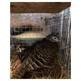 lady amhers pheasant pair