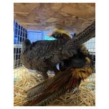 dark throated golden ph pair