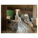 snowflake bobwhite 1m 4F