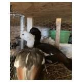 paradise shelducks pair