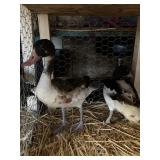 common shelducks pair
