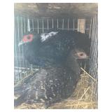 swinehoe pheasant pair