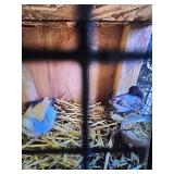 button quail trio