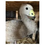 cape barren goose male