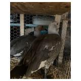 pair magellan geese