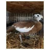 cape female shelduck