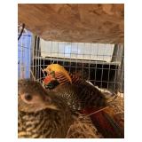 red golden pheasant pair