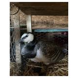 barnacle goose female