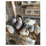 Button Quail