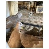 Young Ringneck Pheasents