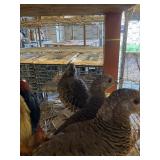 Red Gold Pheasent