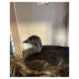 Male Mandrin Duck