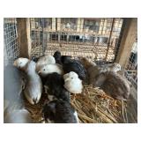 Button Quail