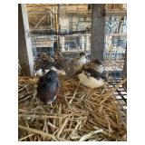 Button Quail