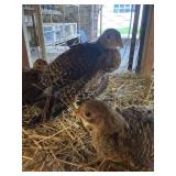 Red Gold Pheasents