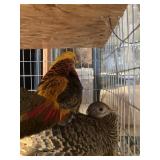 red goldern pheasant pair