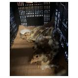 Peach Splash Pheasent