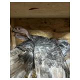 HERITAGE TURKEYS
