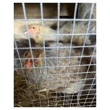BRAHMA HENS
