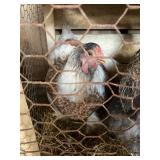 BRAHMA HENS