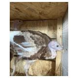 BURBON RED TURKEY