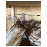 BURBON RED TURKEY